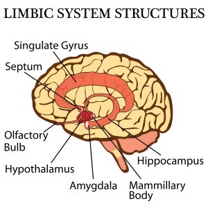 bigstock-Brain-limbic-system-vector-47040016-300x300