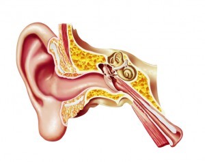 iStock-Ear-vestibular-bones-_000024467012Small-300x237