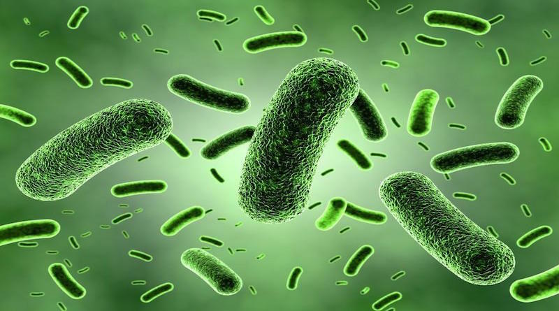 bacterias intestinales salud