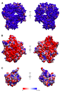 La sensibilidad a la desestabilización oxidativo en proteínas de alto riesgo se debe a la fuerte potencial electrostático en su superficie