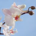 orquídea plantas