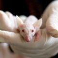 raton fragilidad alzheimer