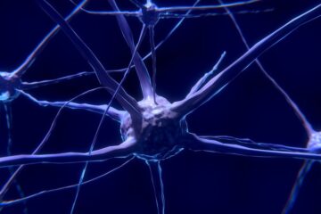 hipocampo neuronas cerebro
